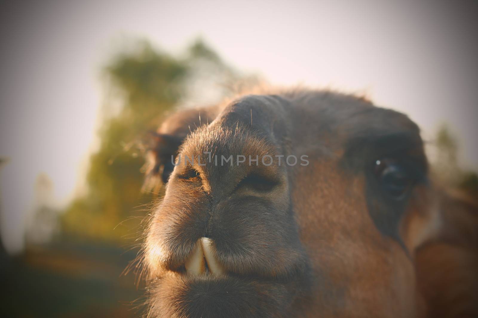 closeup of llama ( Lama glama ) teeth with vintage effect, instagram portrait