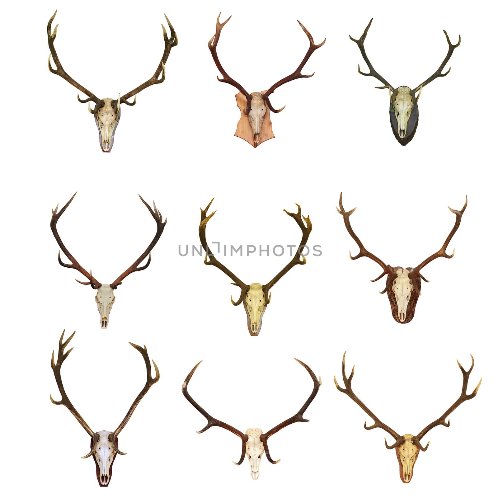 collection of red deer trophies by taviphoto