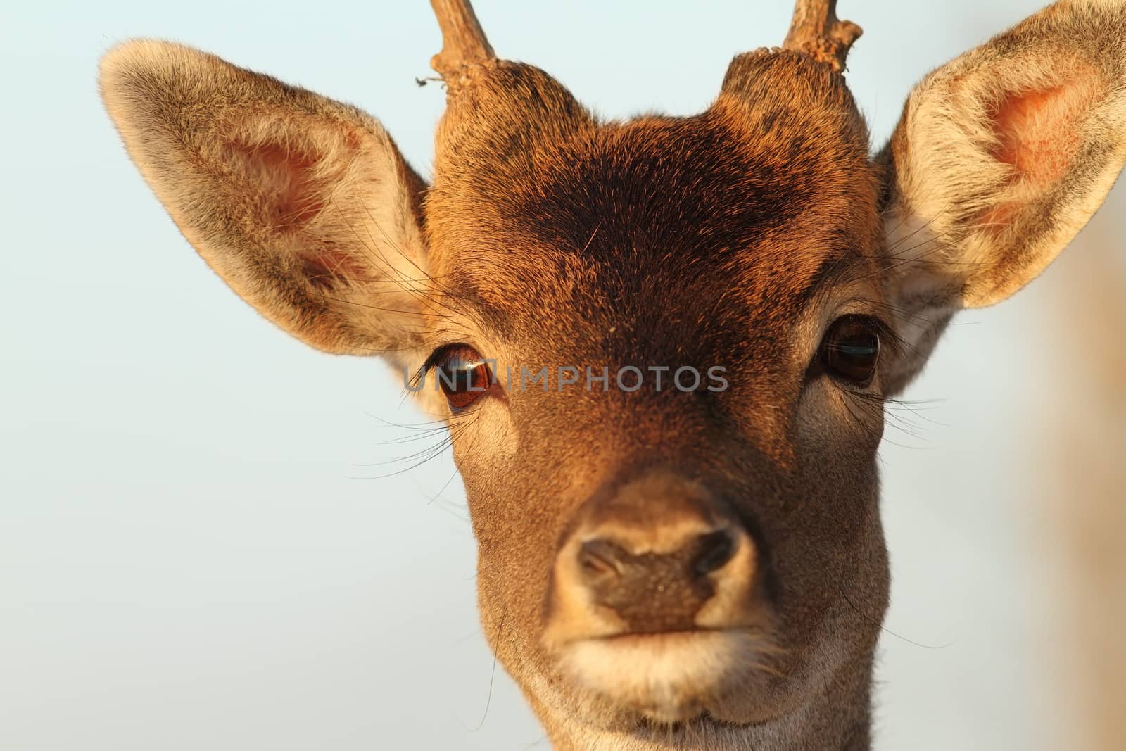 funny portrait of a fallow deer buck ( Dama )