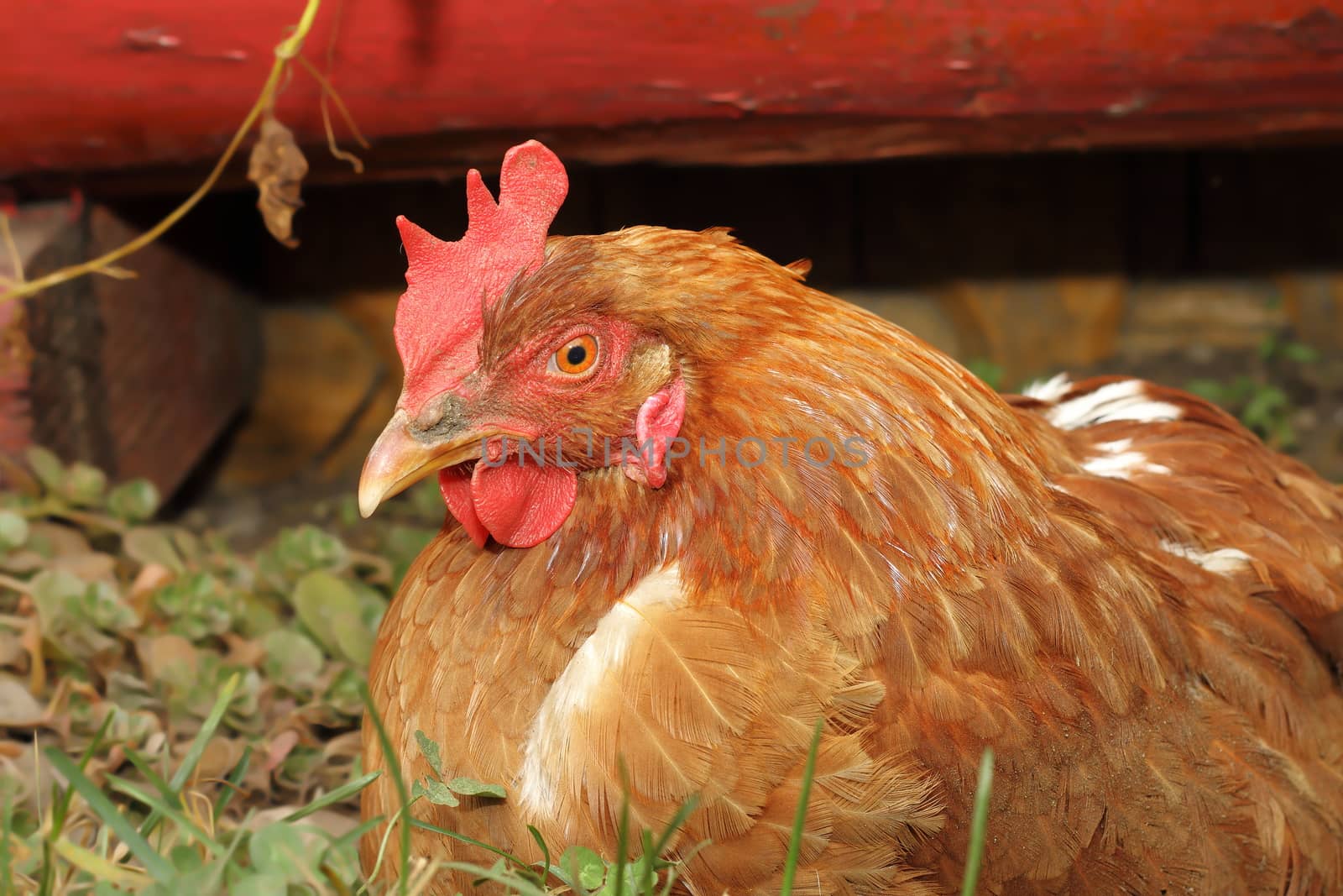 hen near farm barn by taviphoto