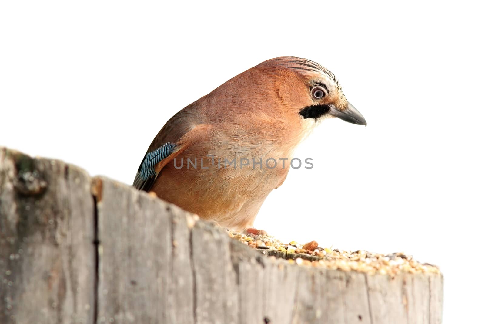 isolated eurasian jay on a stump by taviphoto