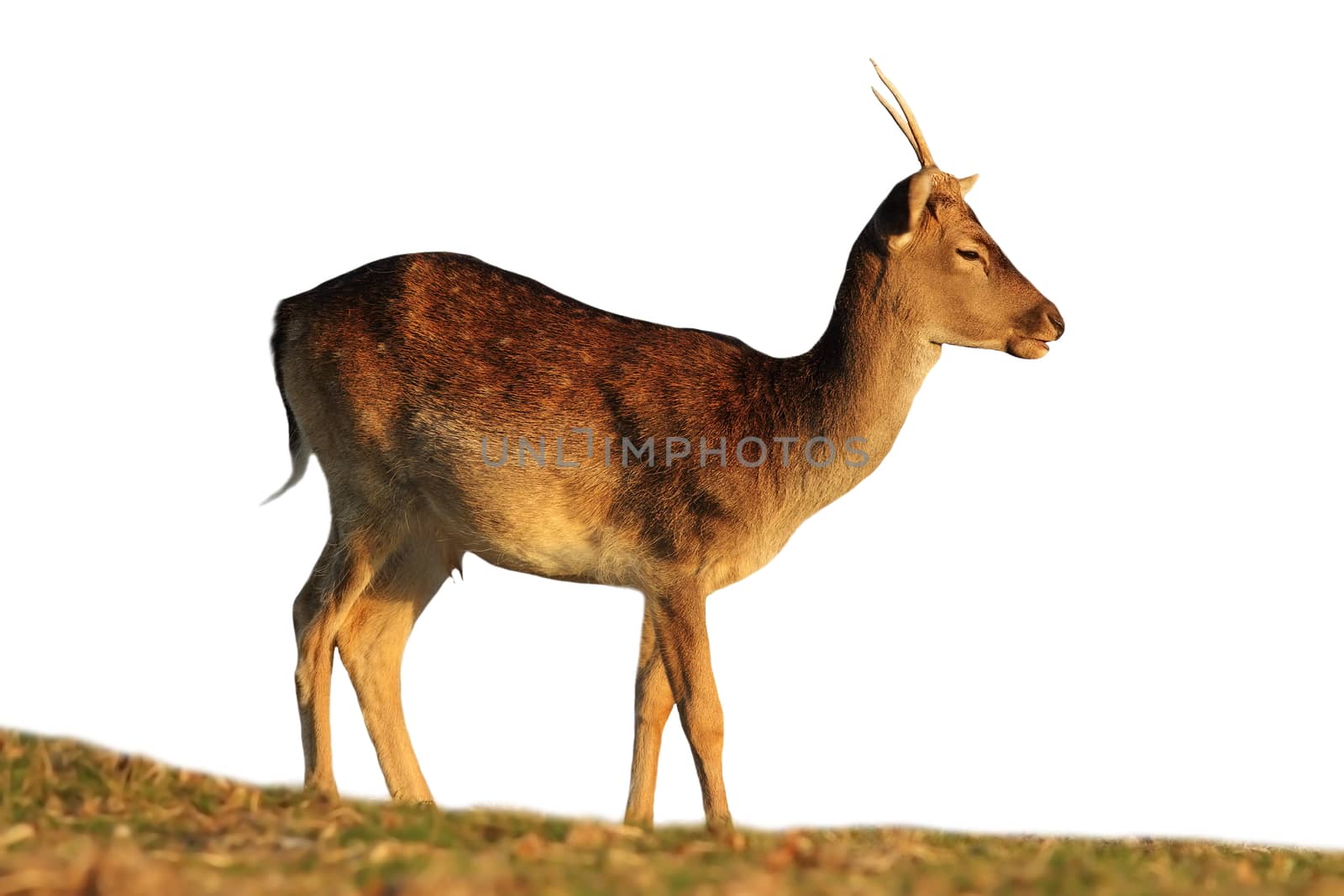 young fallow deer buck isolated over white background