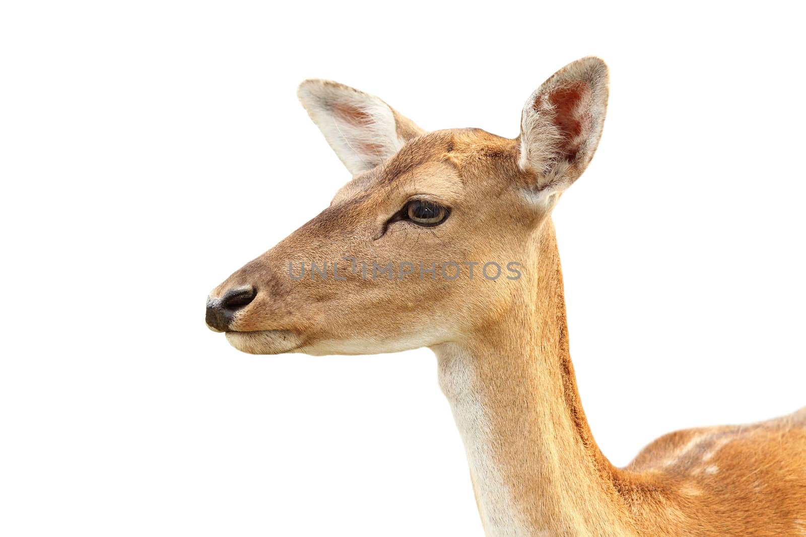 portrait of fallow deer hind ( Dama ), isolation over white background