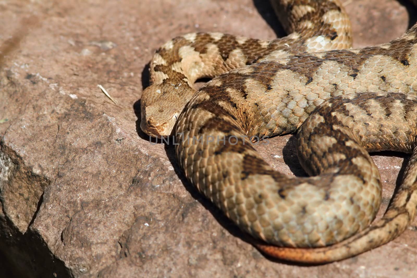 large adult vipera ammodytes by taviphoto