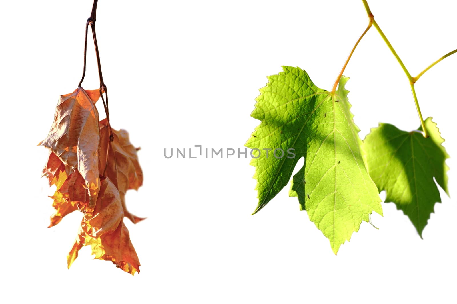 life and death concept, green and faded wineyard leafs isolated over white, contrast