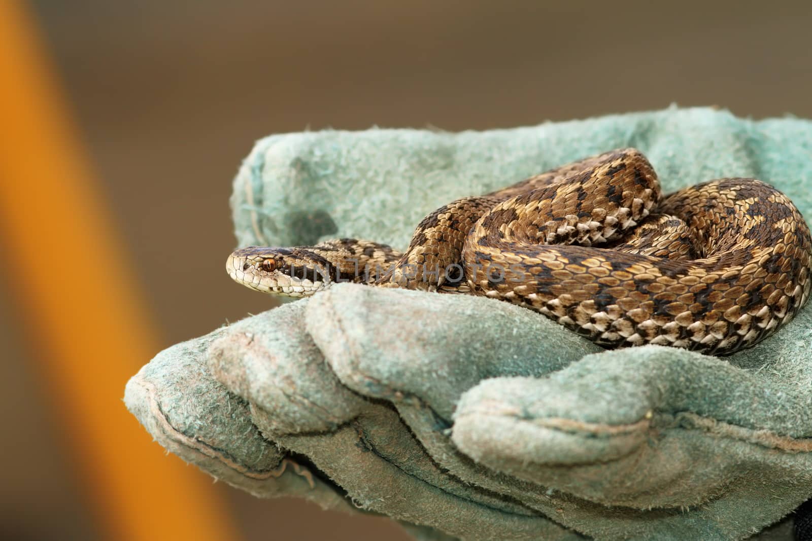 meadow viper in glove by taviphoto