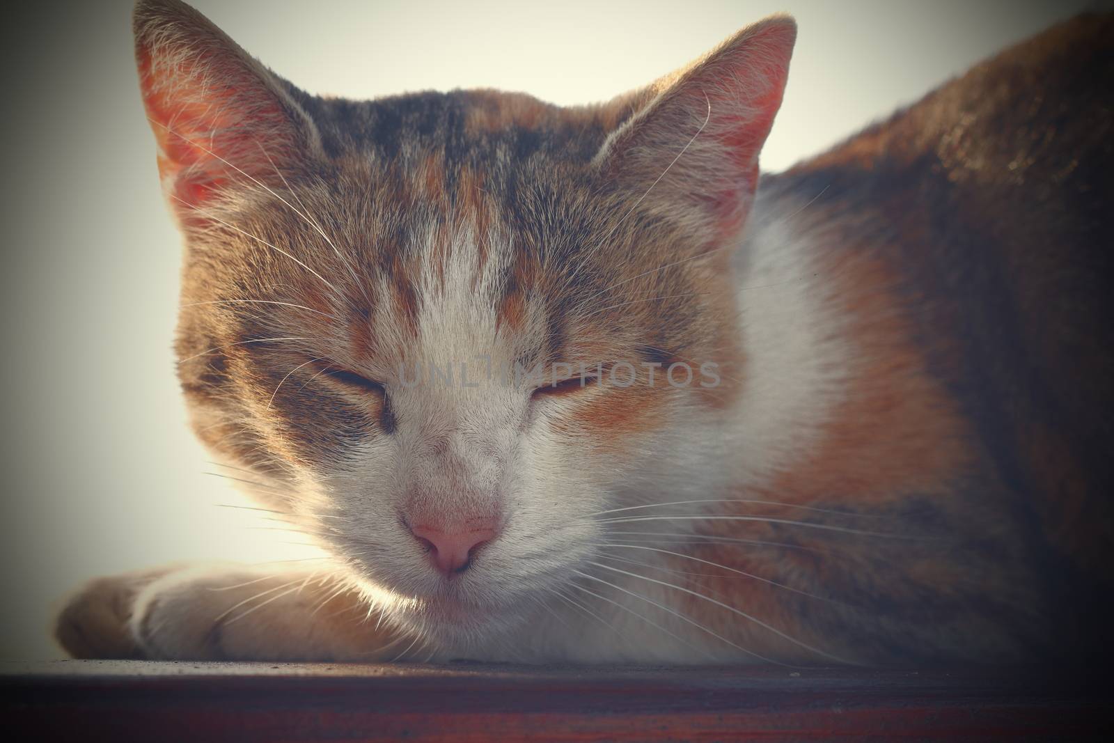 portrait of a domestic lazy cat while resting, with vintage effect, instagram