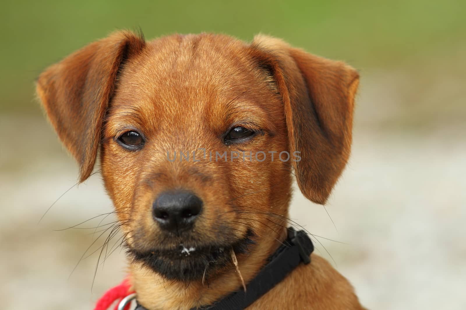 portrait of a vizsla puppy over green out of focus background