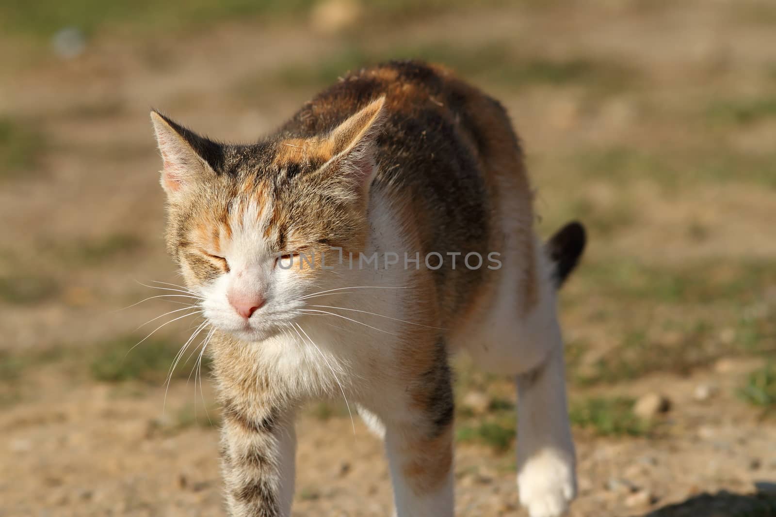 sleepy car walking in the garden by taviphoto