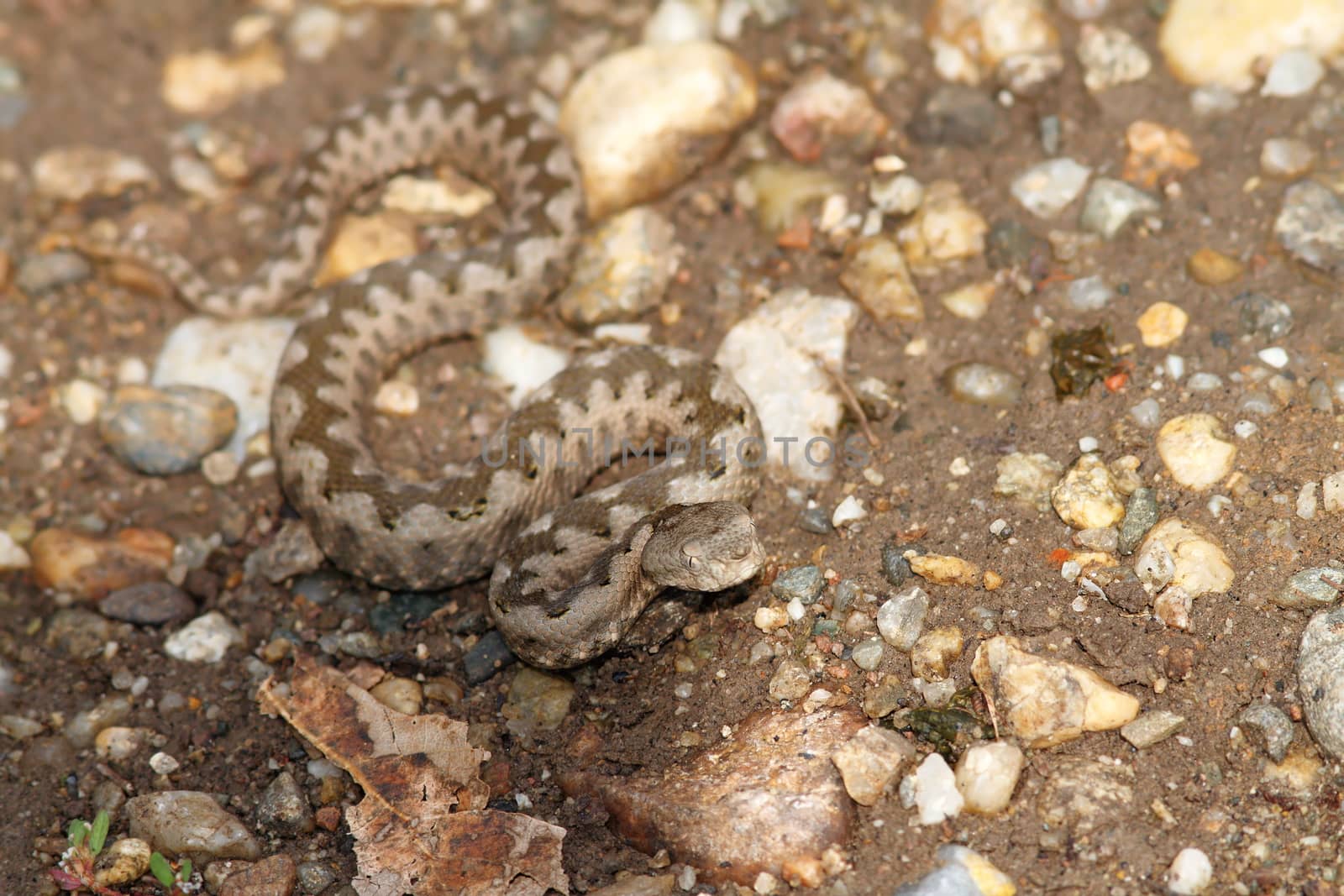 small vipera ammodytes on gravel, preparing for a strike ( Vipera ammodytes )