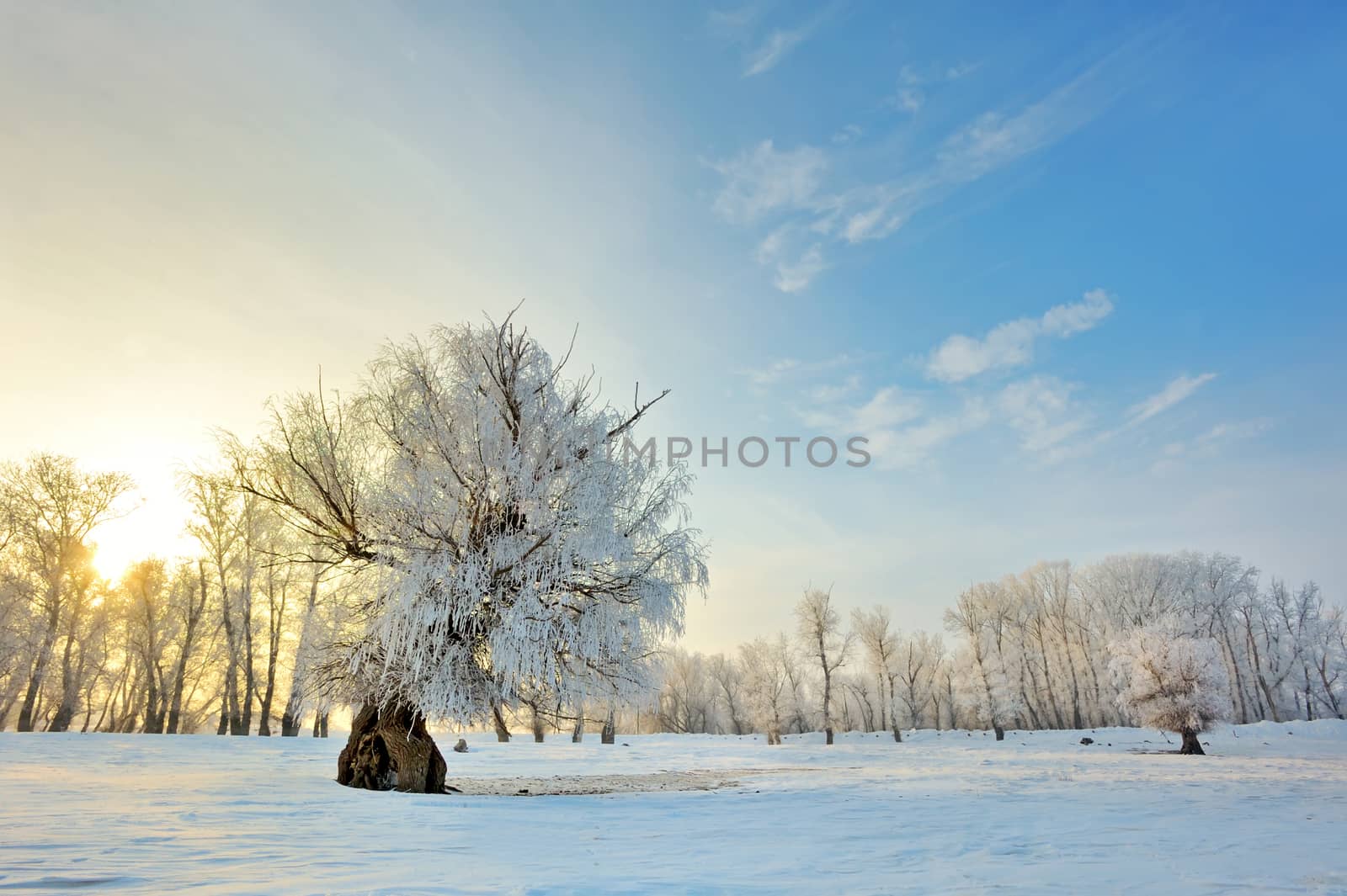 Beautiful winter sunset with trees in the snow