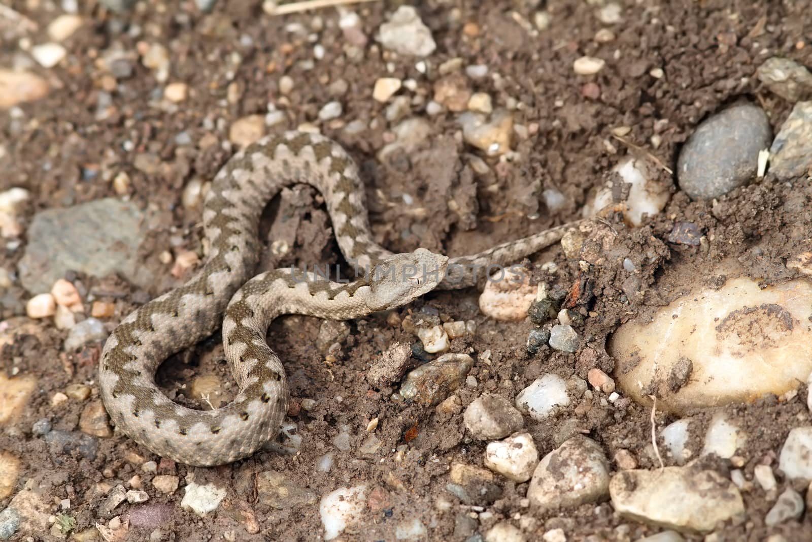 small vipera ammodytes by taviphoto