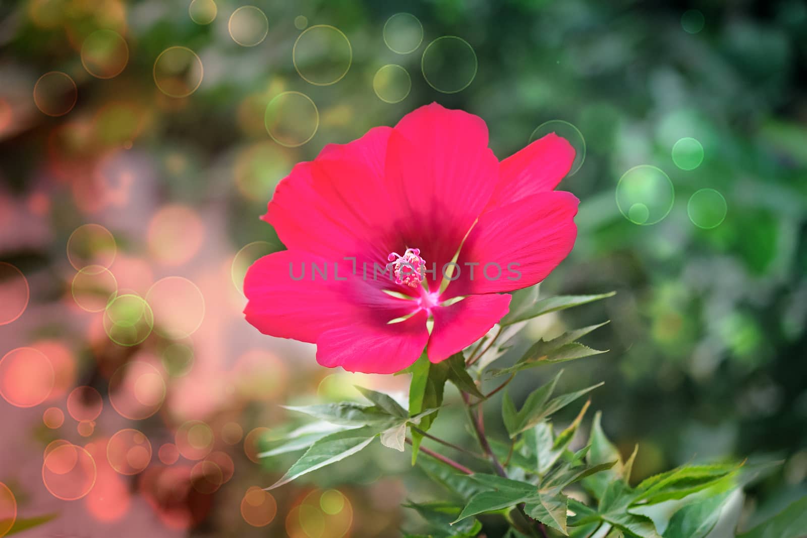 Large bright red flower on a background of green plants. Presents closeup.