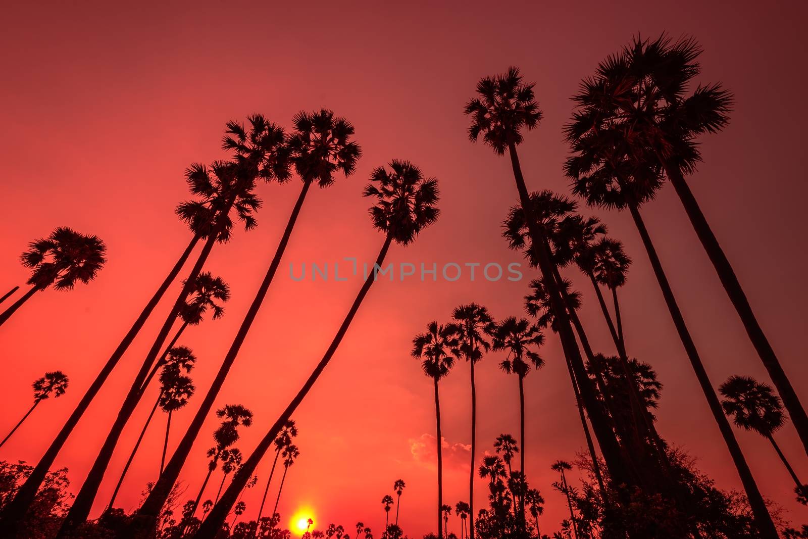 Silhouetted landscape of coconut tree during sunset