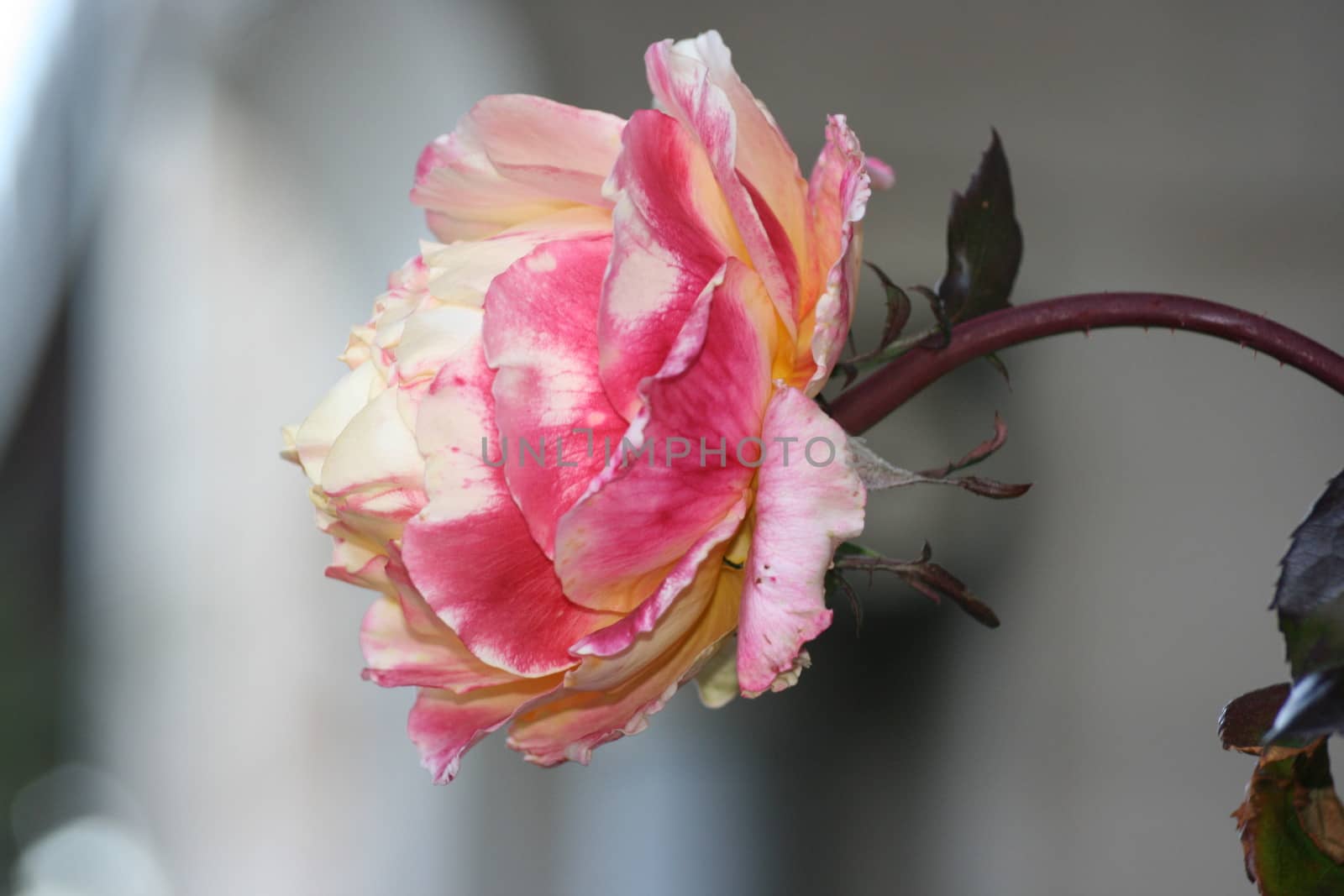 Yellow rose in the garden. Shallow depth of field. by mcherevan