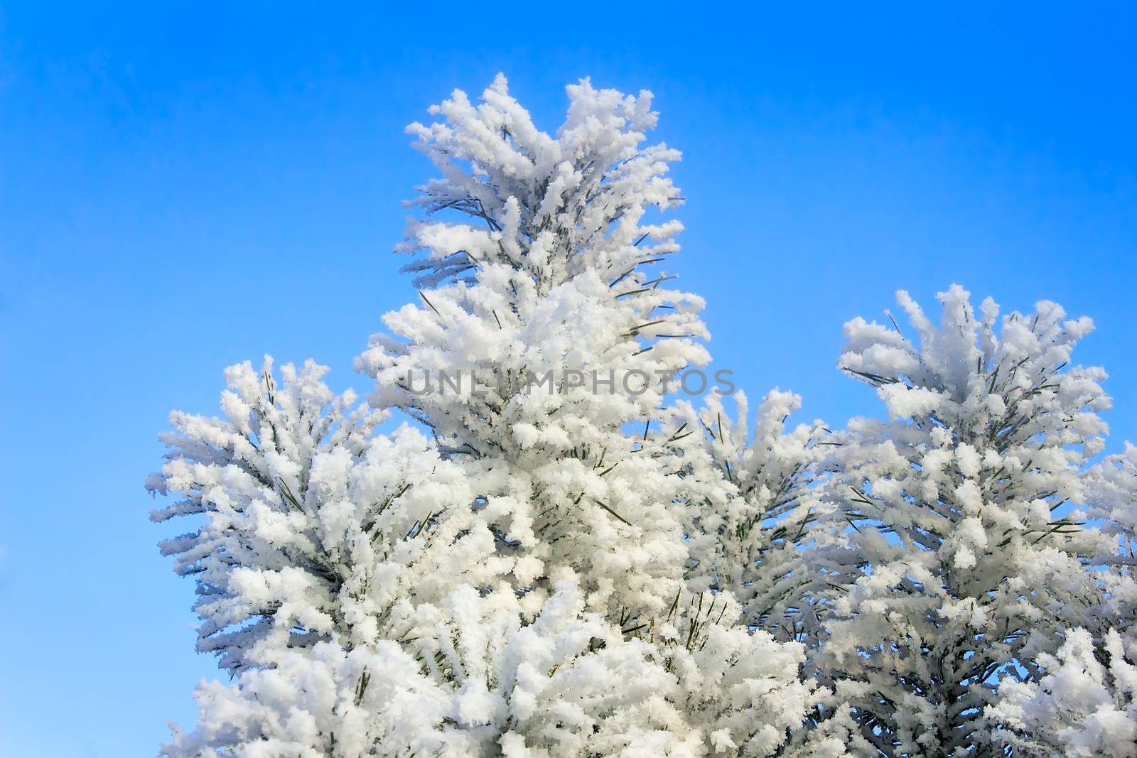 The trees, covered with a large number of thick frost on the background of blue sky.