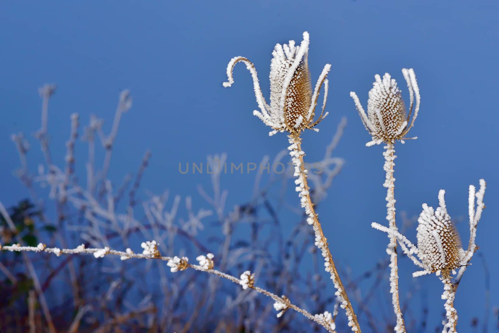 frozen thistles plant  in winter time