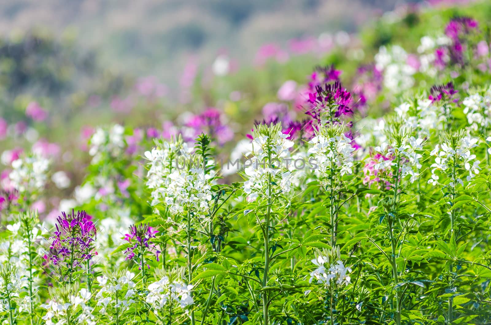 Purple and white flowers in the field with blurred backgroud