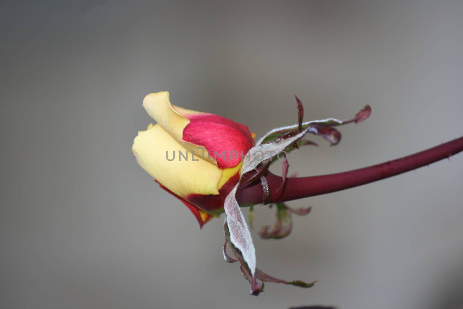 Yellow rose in the garden shallow depth of field.