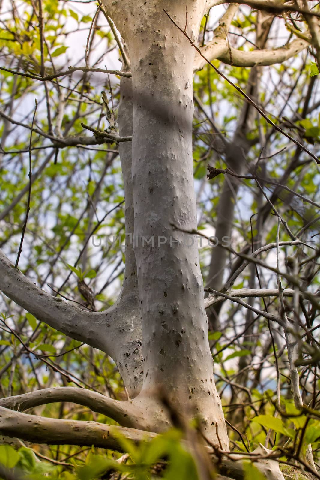 larvae of a moth everywhere kill a big tree