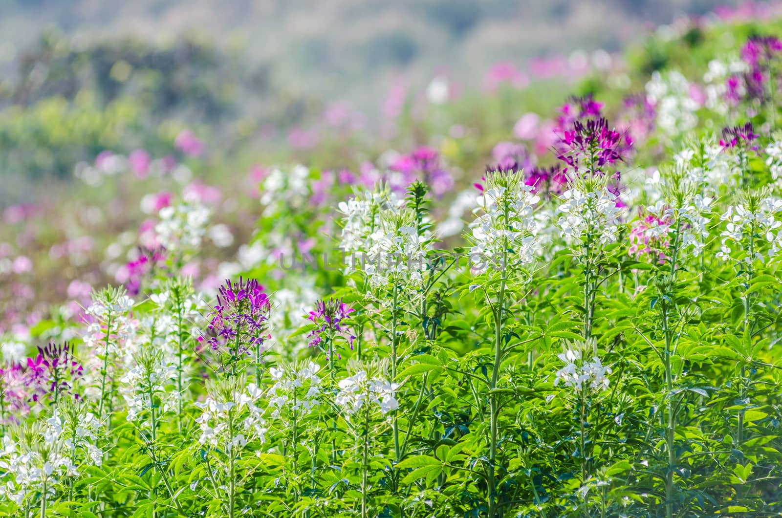 Purple and white flowers in the field with blurred backgroud by wanichs