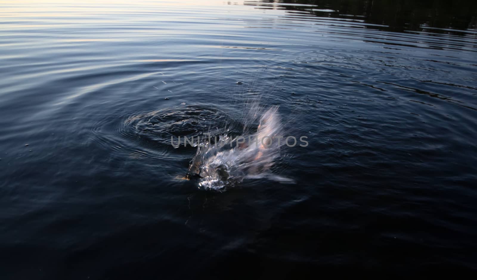 river perch fishing whirlpool by max51288