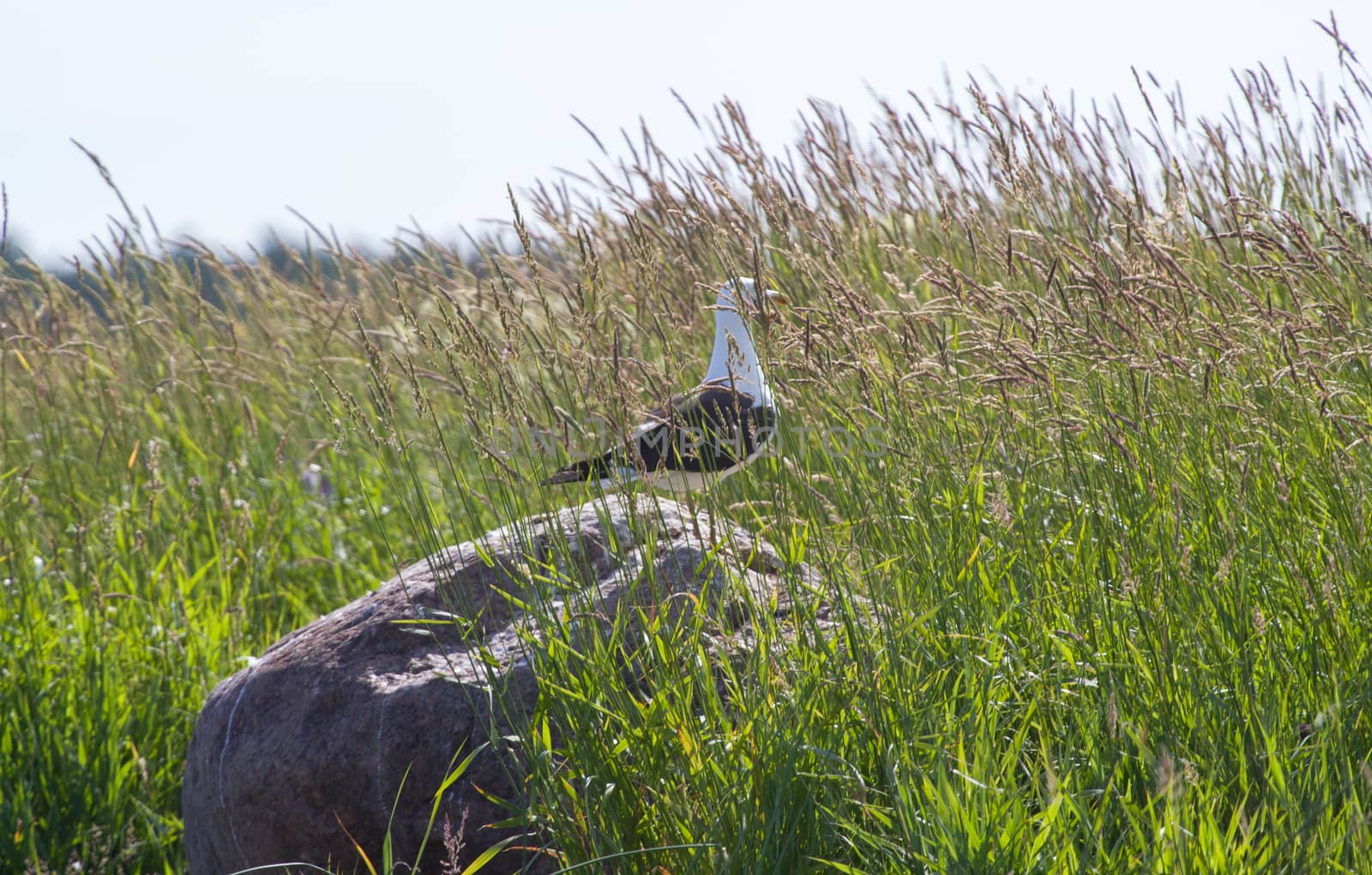 seagull in the sea of a green grass in the summer