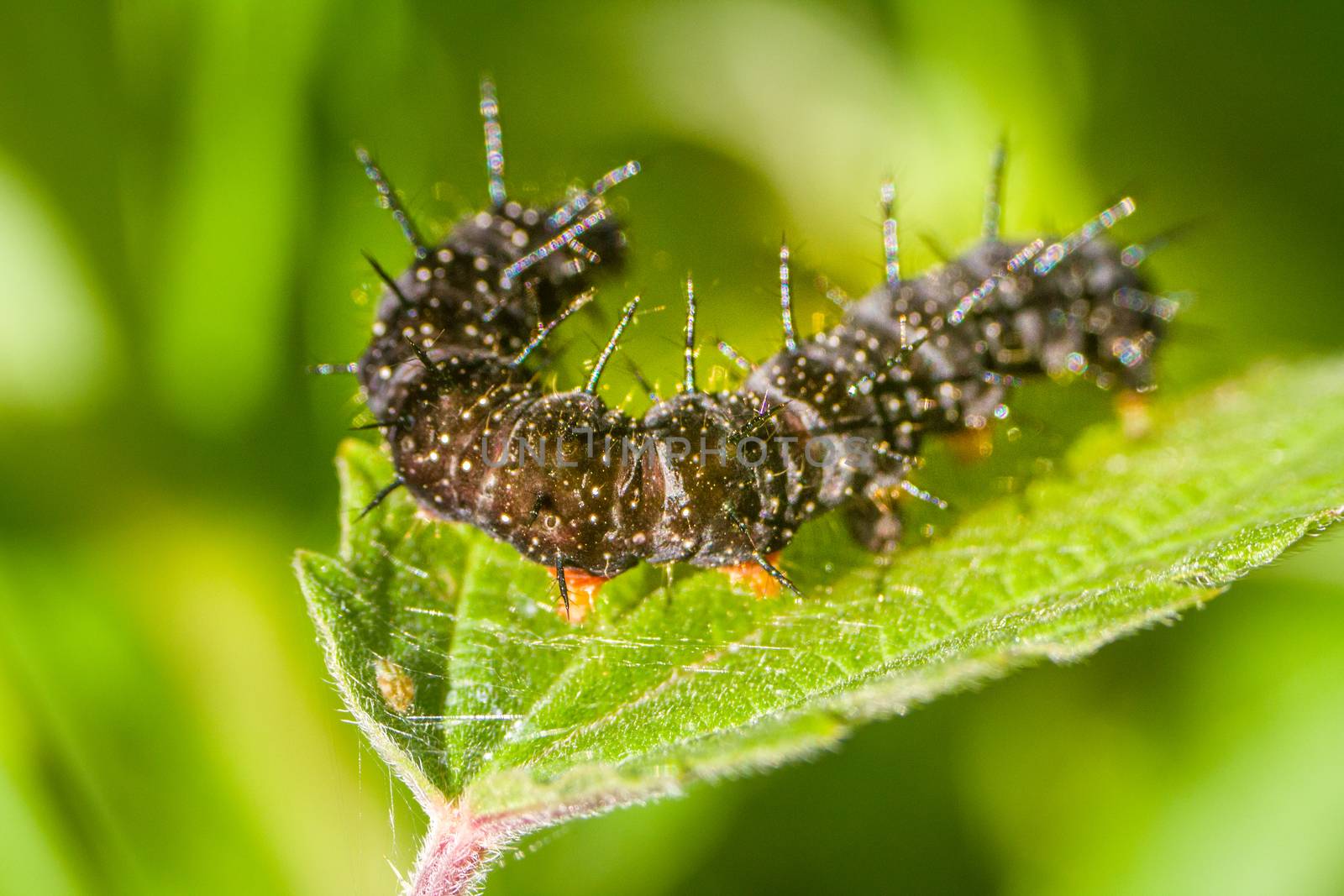 macro insects. caterpillar of a butterfly peacock eye by max51288