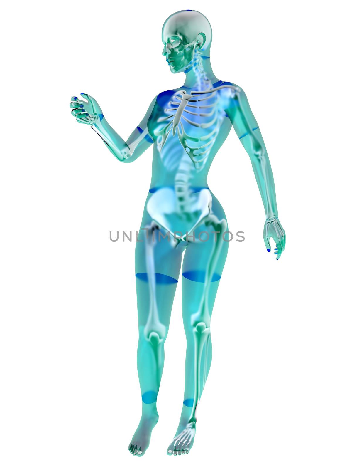 Female anatomy visualization. 3D Illustration isolated on white.