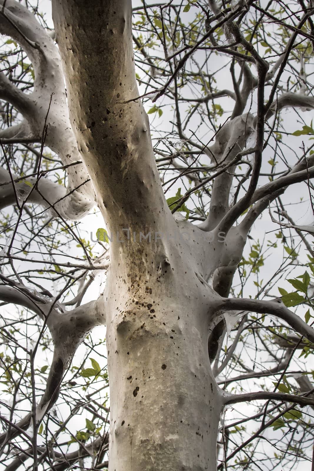 larvae of a moth everywhere kill a big tree