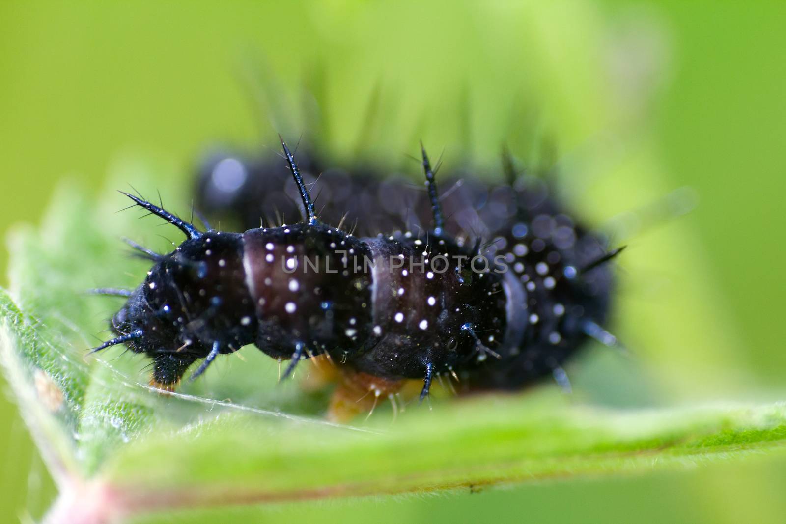 macro insects. caterpillar of a butterfly peacock eye by max51288