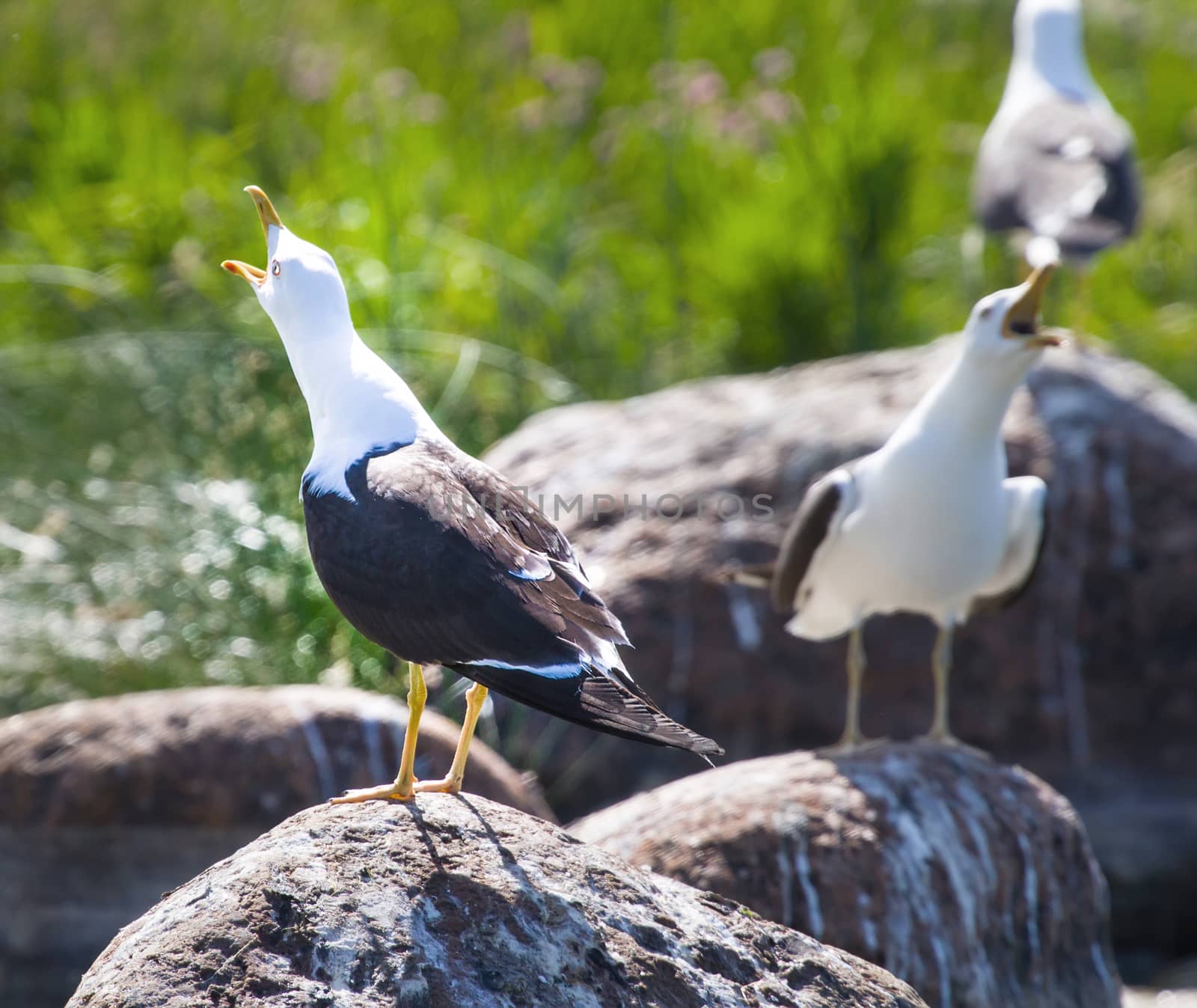 seagulls in a colony of birds with voices by max51288