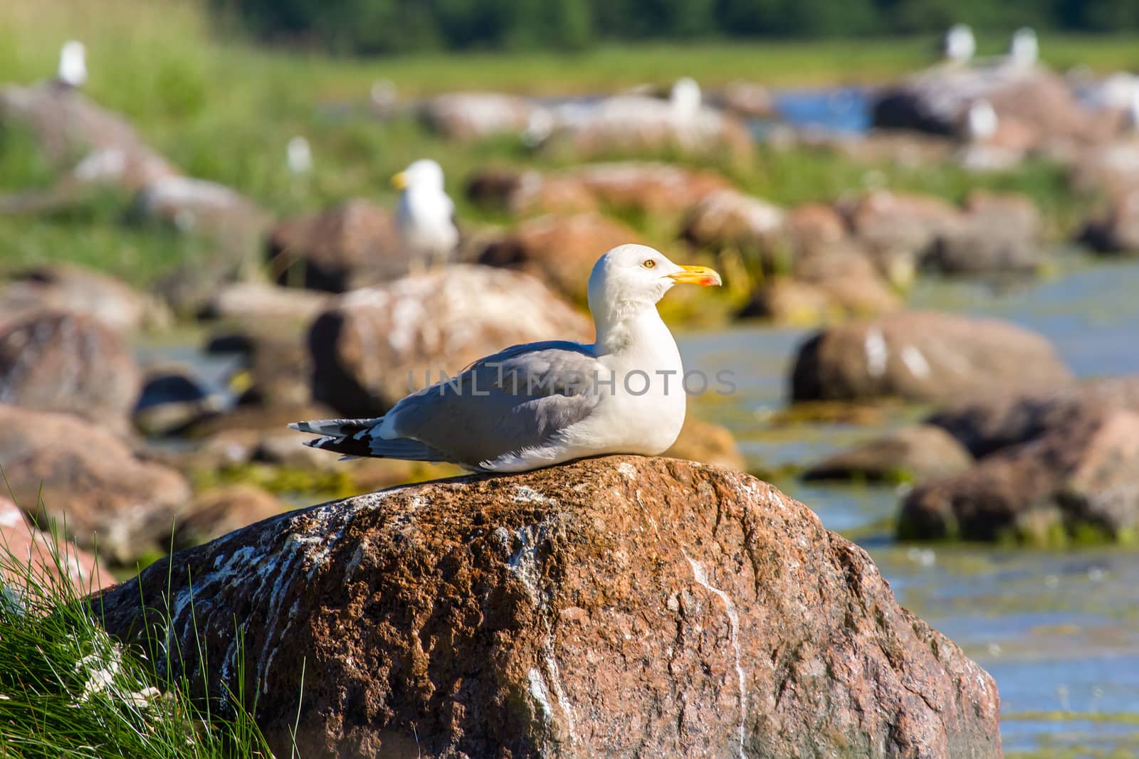 colony of seagulls in the Baltic Sea