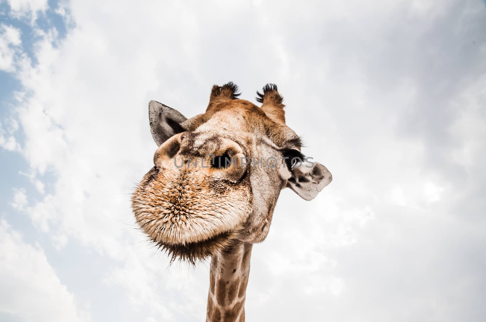 Close up photo of the neck and face of a giraffe.