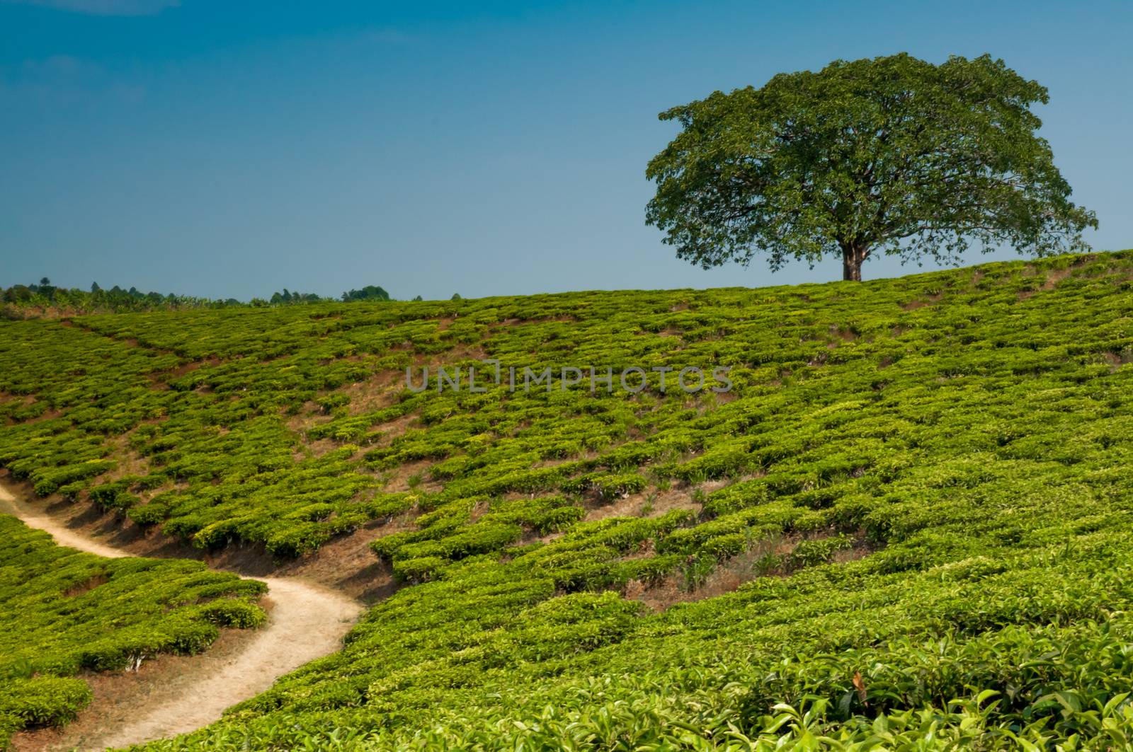 A lonestanding tree on a hill  in a tea plantation, completely surrounded by tea plantations.