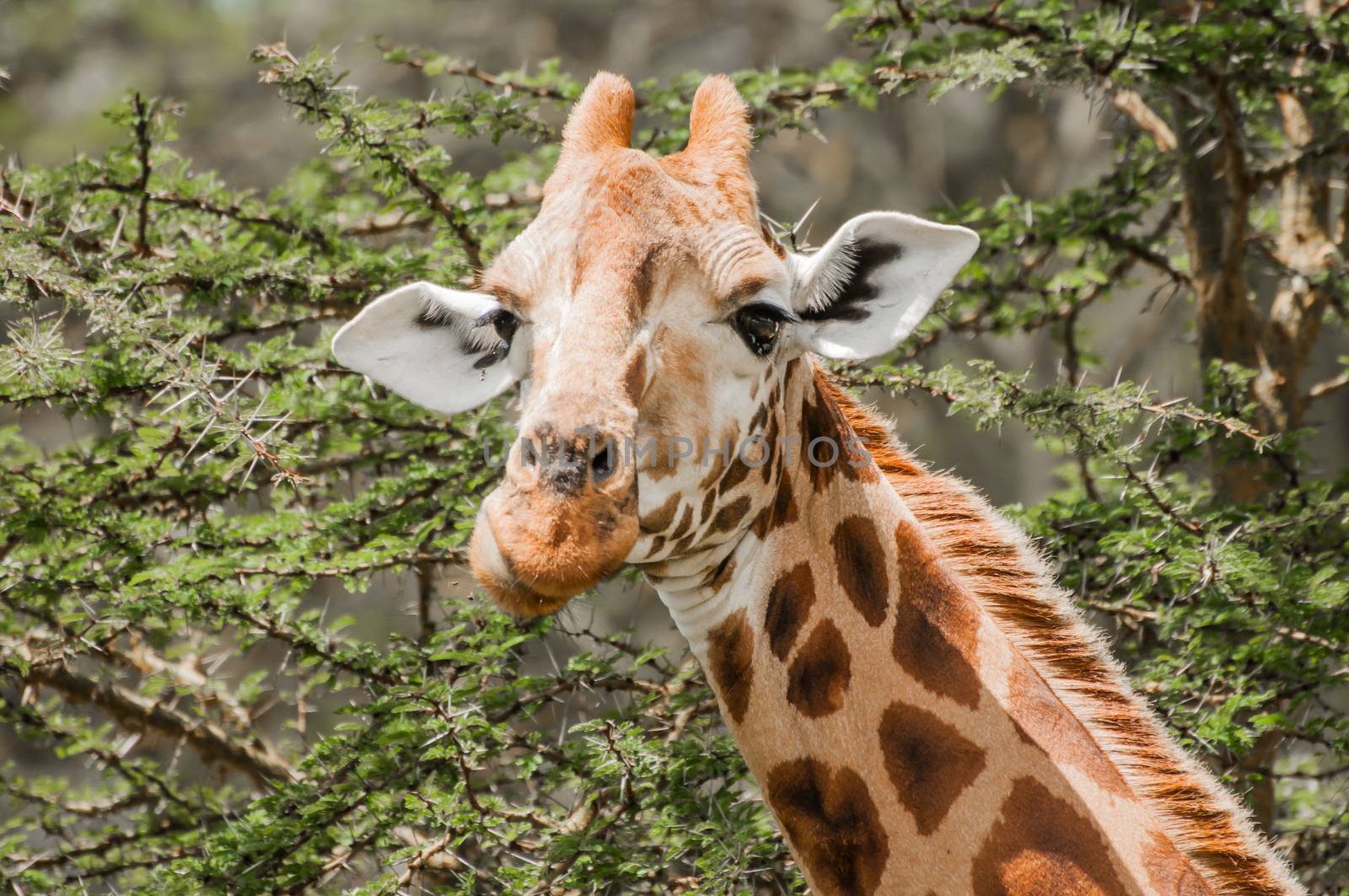 Giraffe Eating Acacia Leaves by JFJacobsz