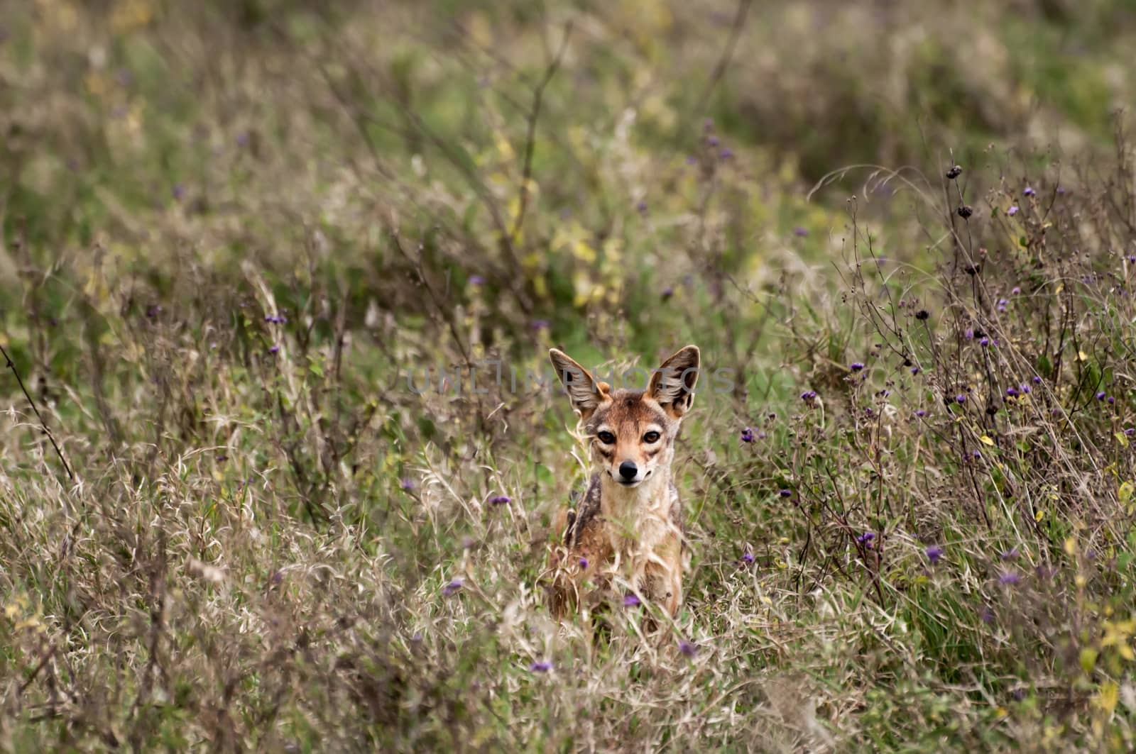 A Jackal sitting in the grass in the distance, stairing out in front of him.