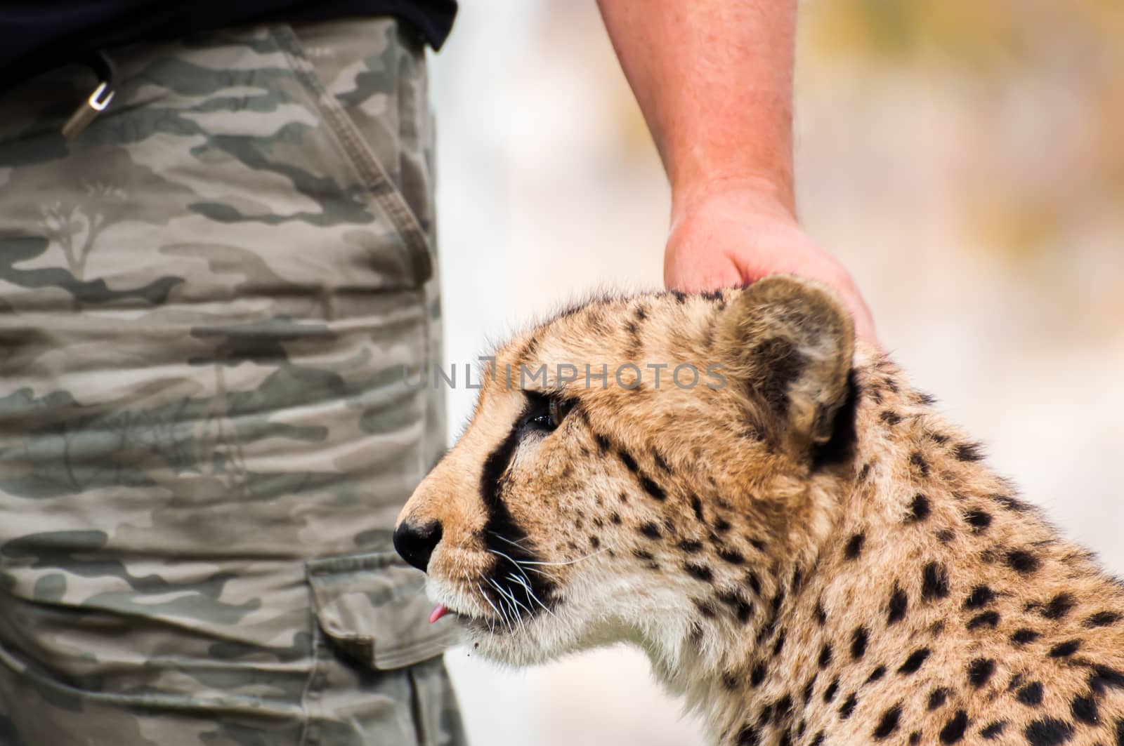 Cheetah as Pet by JFJacobsz