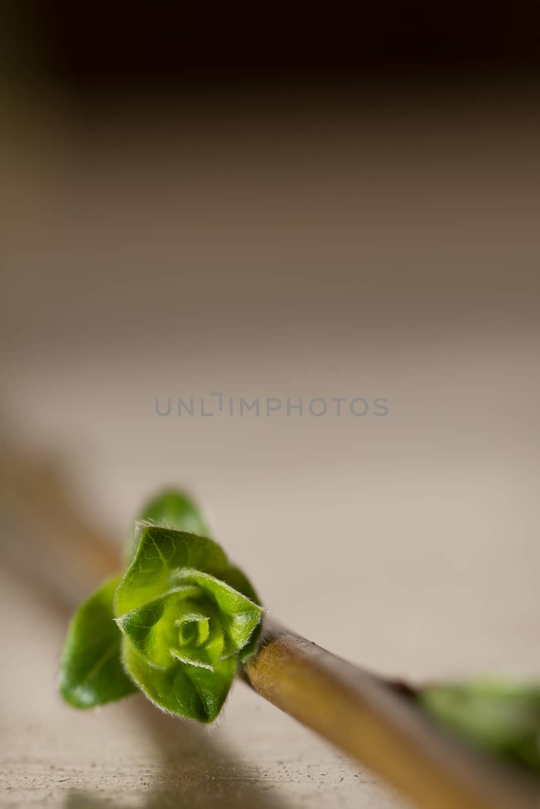 Little green flower bud on a stem laid down on a table and photographed up close with lots of head space in the vertical image.