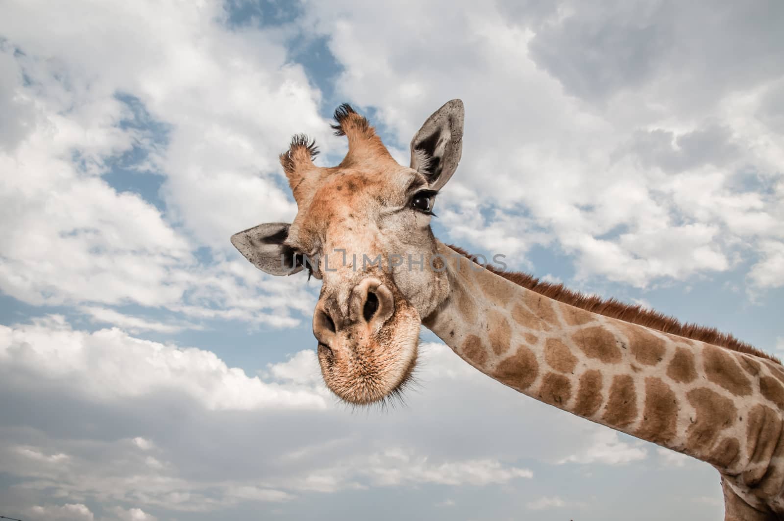 Close up photo of the neck and face of a giraffe, stretching his neck out towards the viewer, while staring very curiously at the camera.