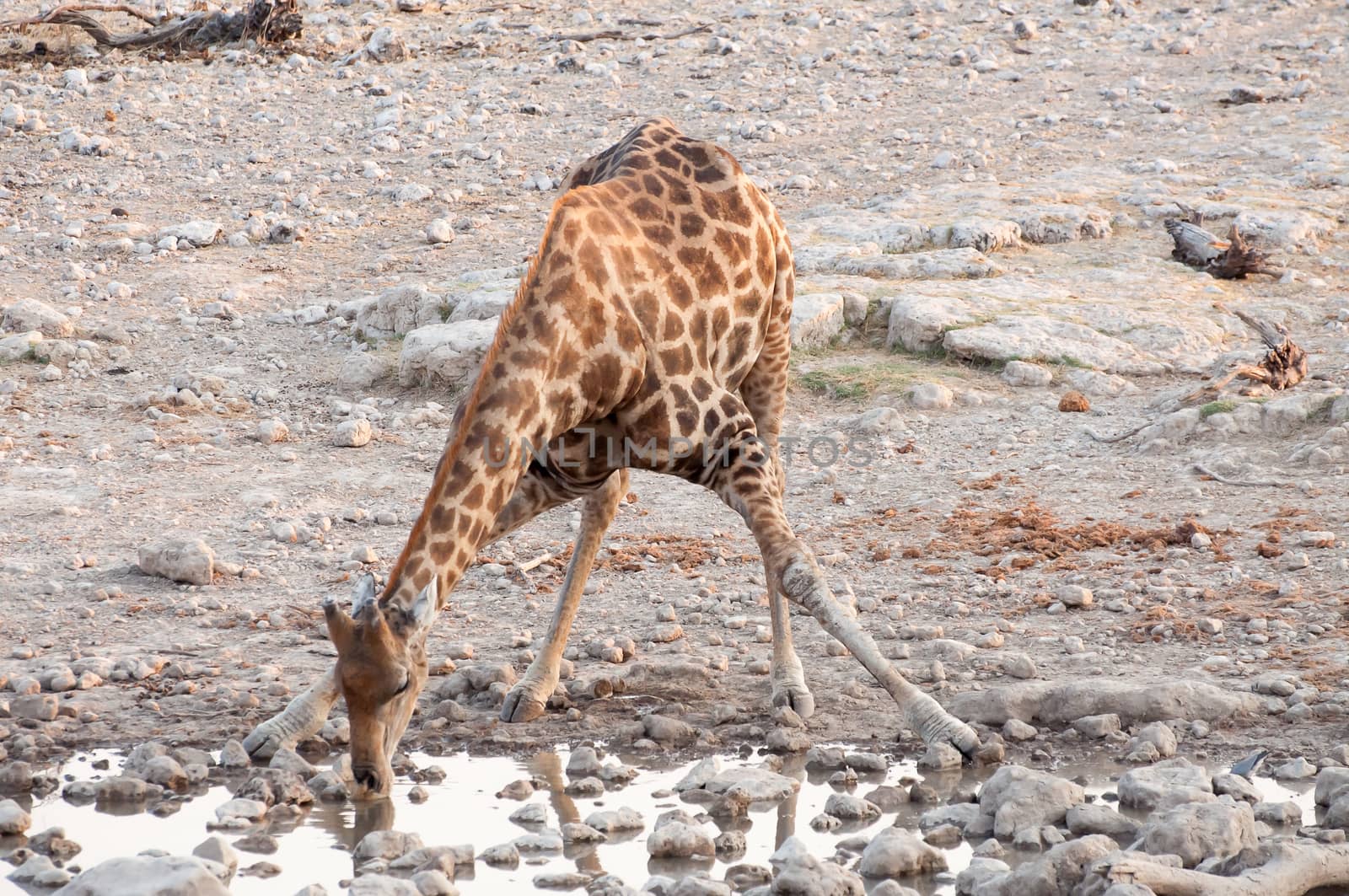 A giraffe at a waterhole in Namibia Etosha National Park has to stretch his long legs to reach the water with his long neck.
