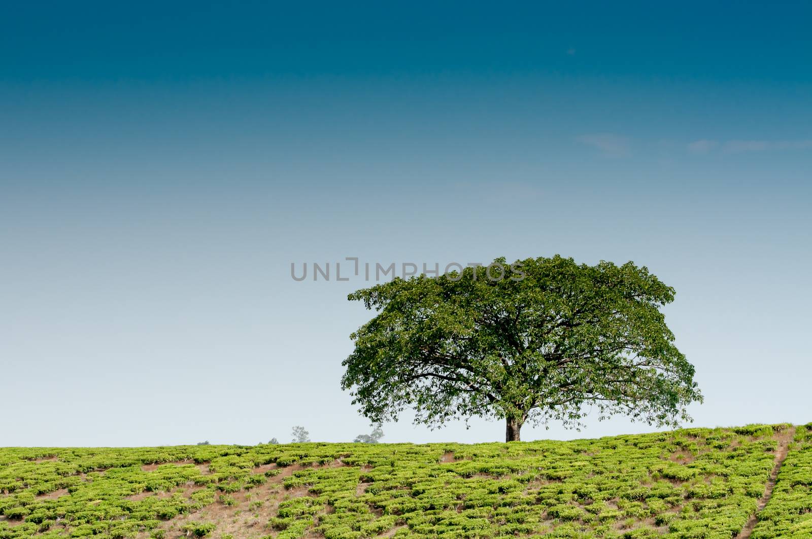 A lonestanding tree on a hill  in a tea plantation, completely surrounded by tea plantations.