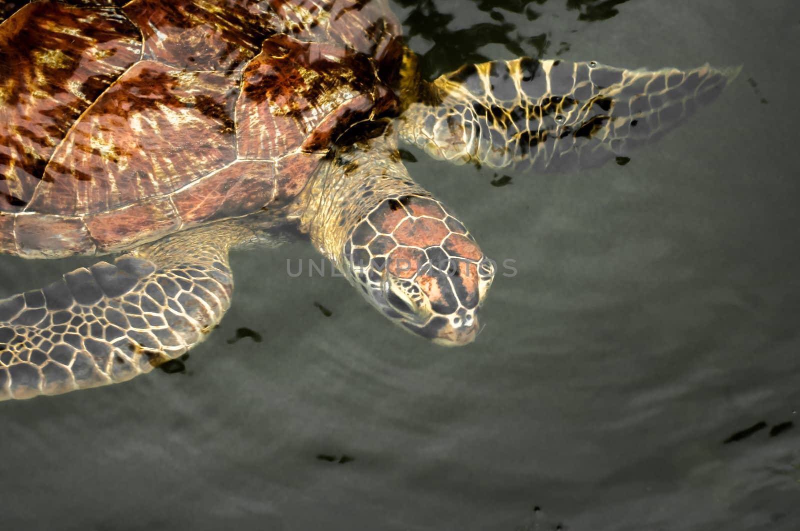 A green sea turtle in the water at a sanctuary in Zanzibar where they are protected.