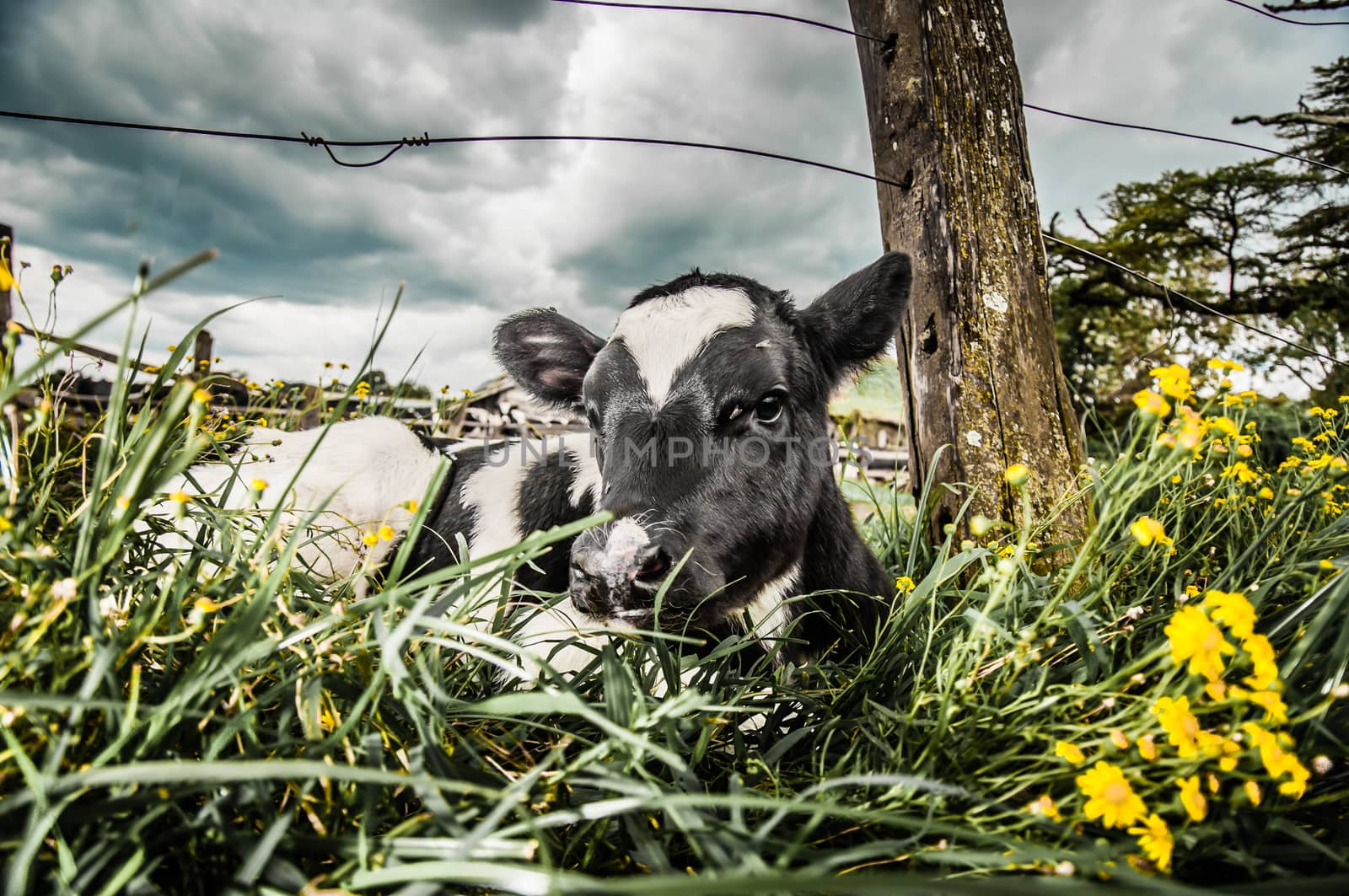 A young Jersey calf lying in the long grass next to a wooden post of a wire fence.