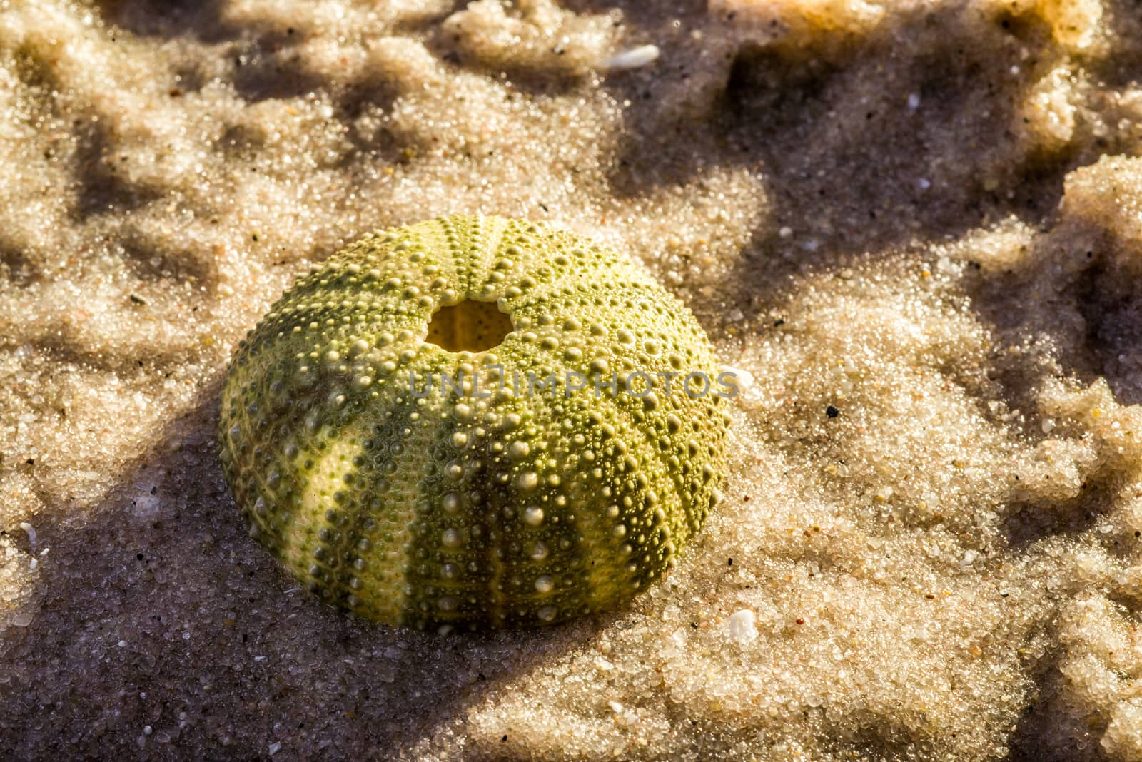 Sea Urchin in Sea Sand by JFJacobsz