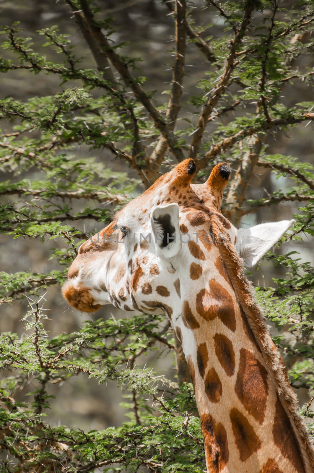 A Masai Giraffe eating leafs from a thorny acacia tree.