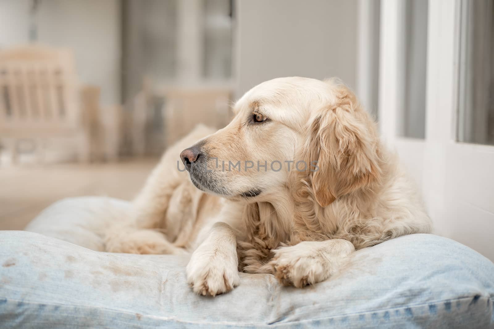 Golden Retriever resting on her pillow after lots of playing.