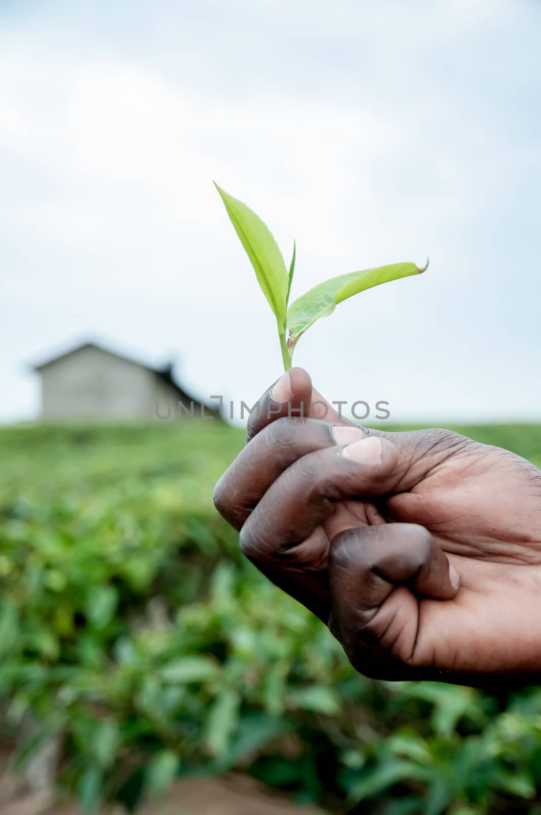 A mans hand holding fresh tea leafs in his fingers with the tea plantation and a house of the tea farm in the background and out of focus.