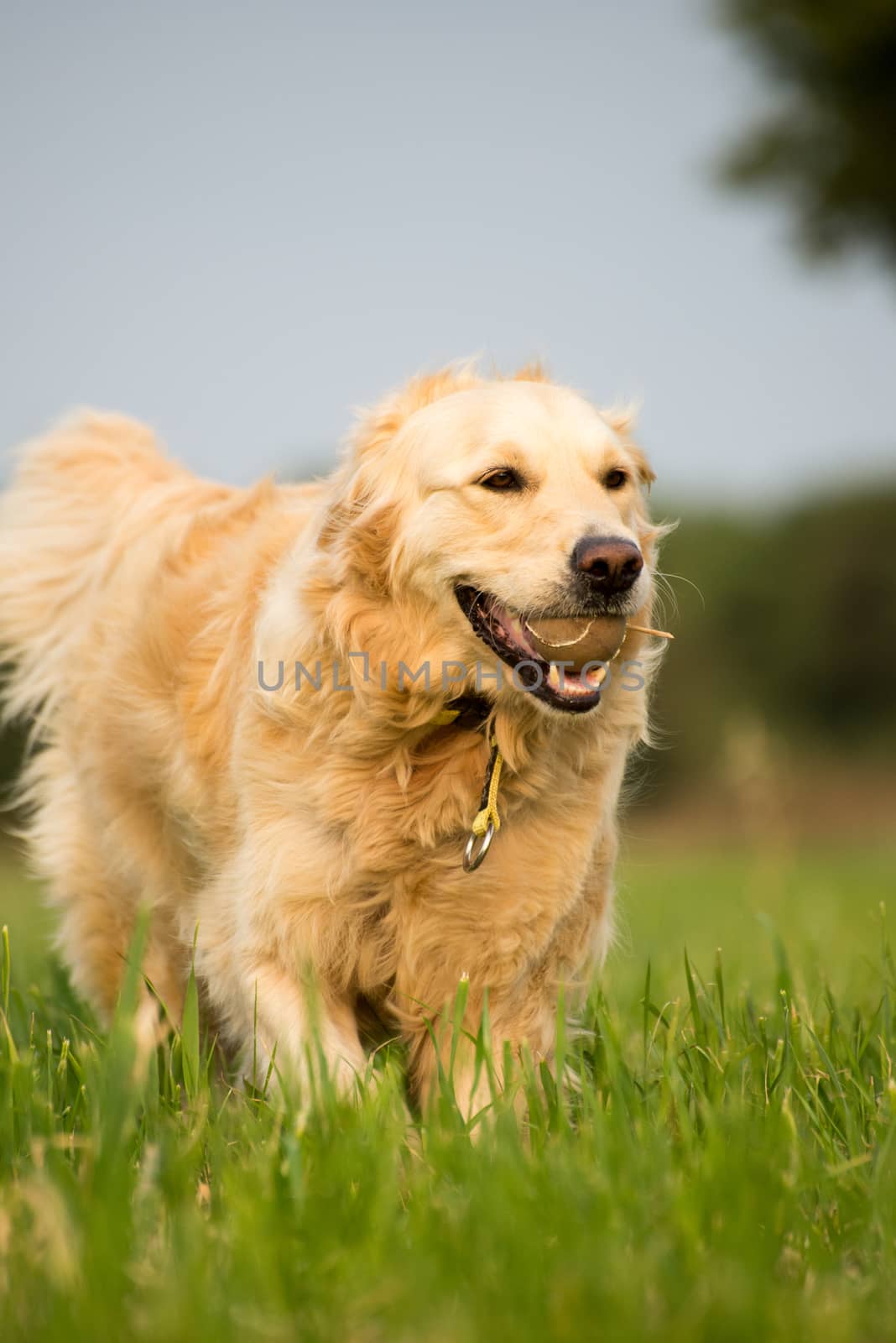 Golden Retriever dog in the green grass of the fields running with a tennis ball in her mouth.