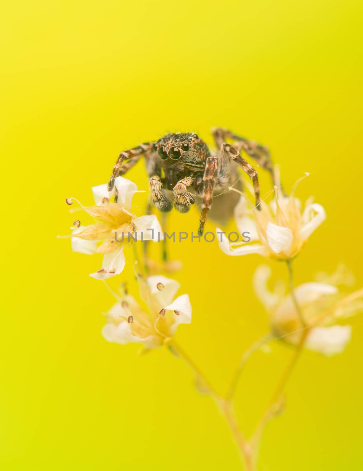 Jumping spider by Gucio_55